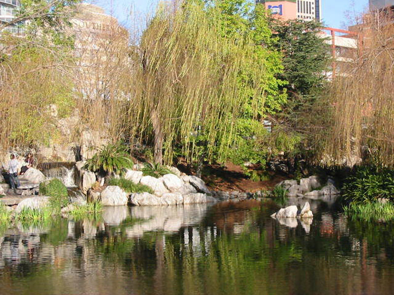 Park pond with willow tree