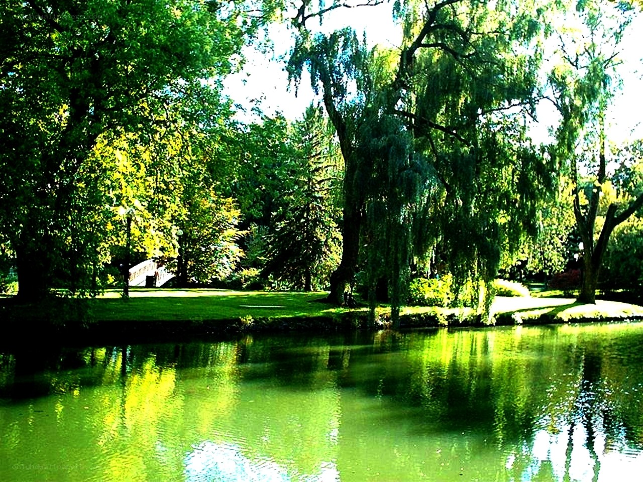 Park pond with willow trees