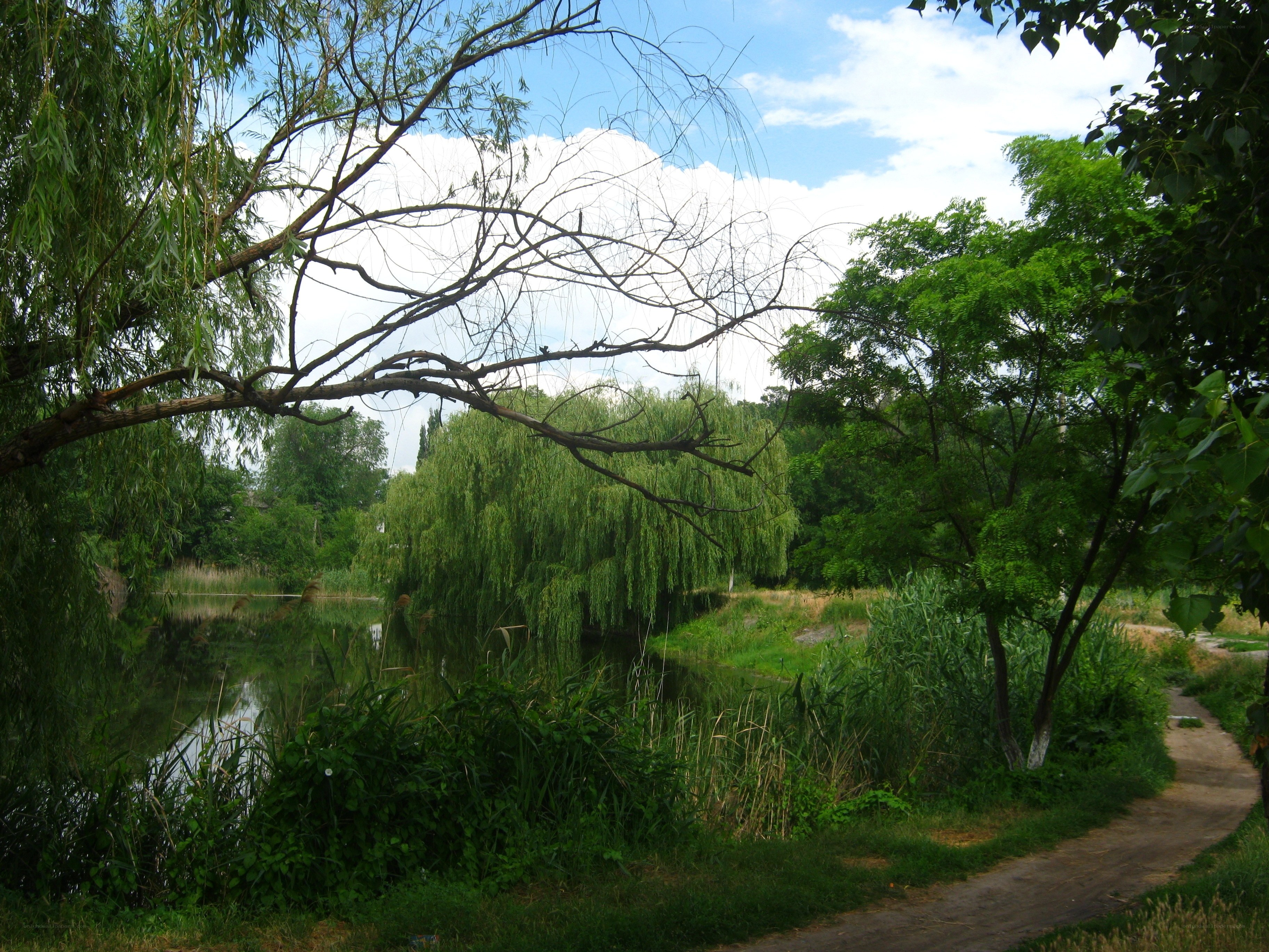 Park pond with willow trees