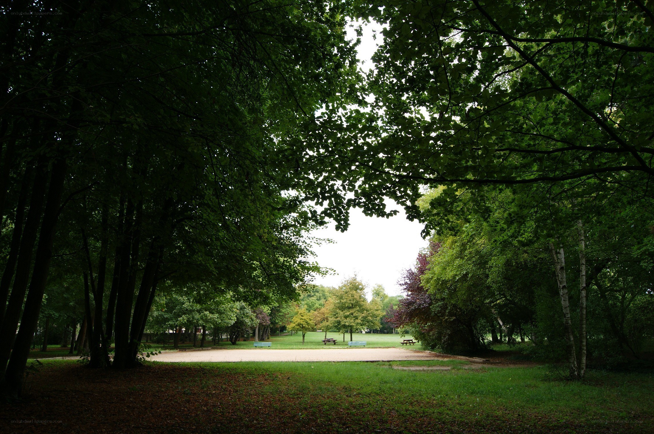 Park view through trees