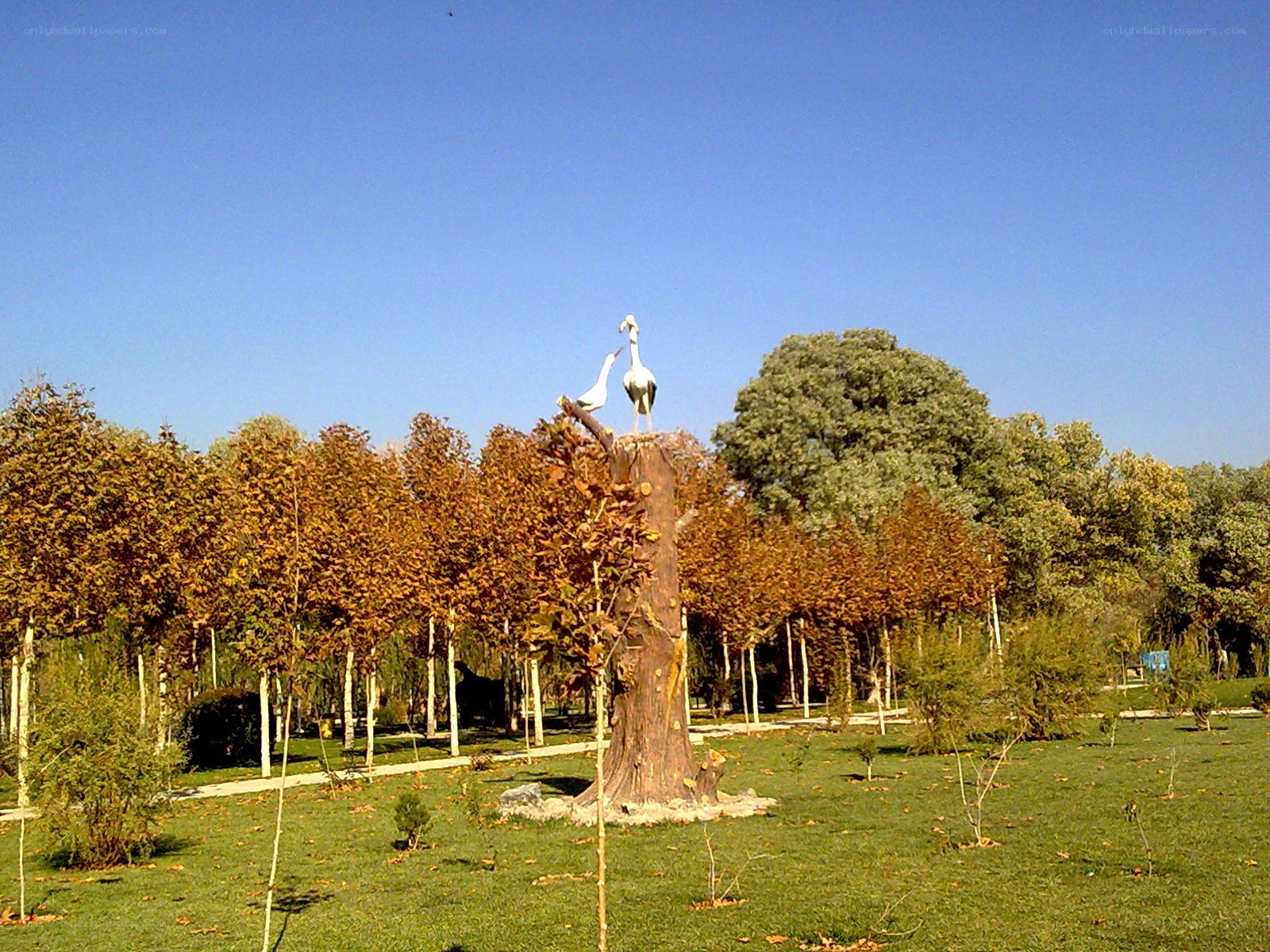 Park with bird sculpture