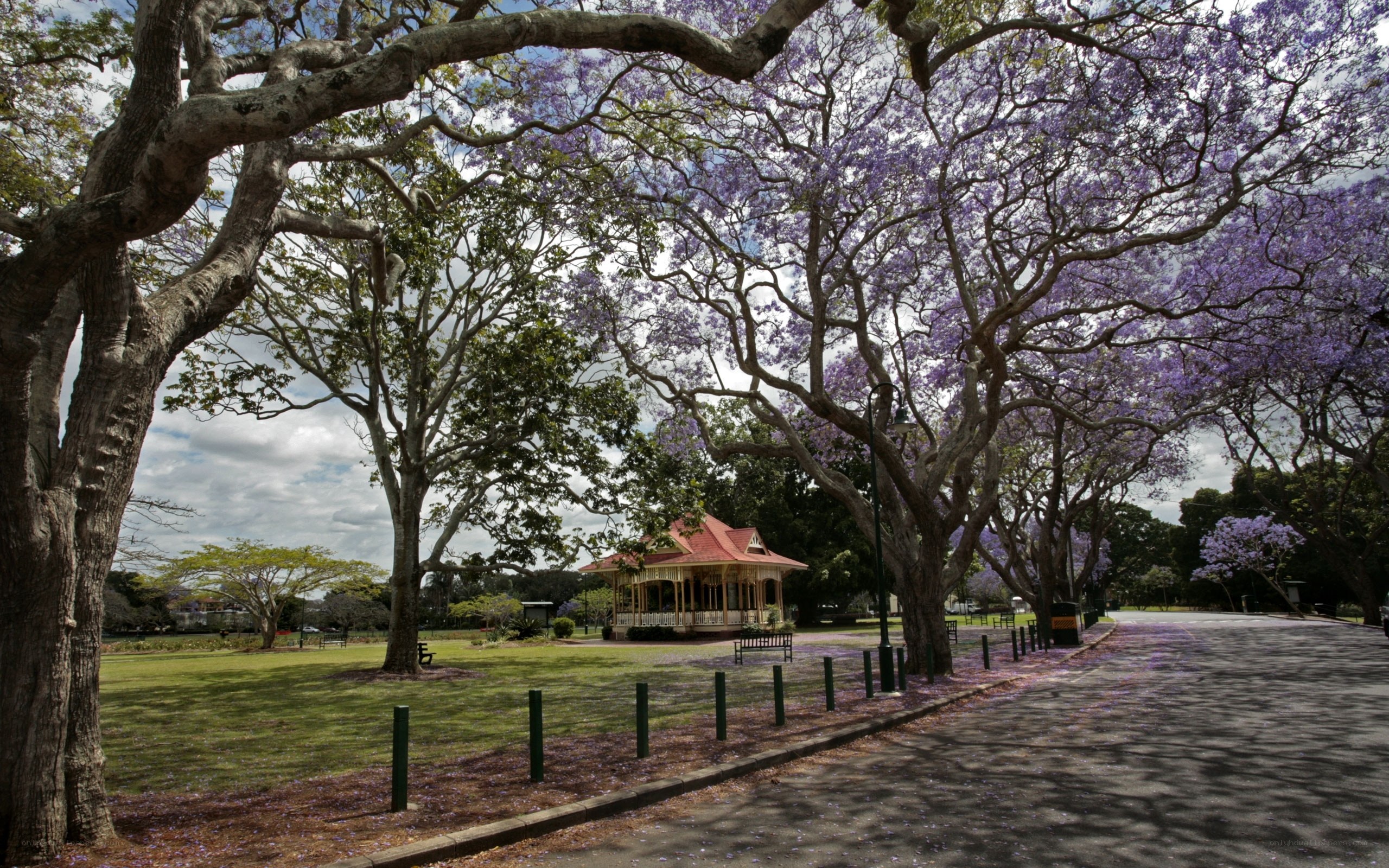 Park with blooming jacaranda trees