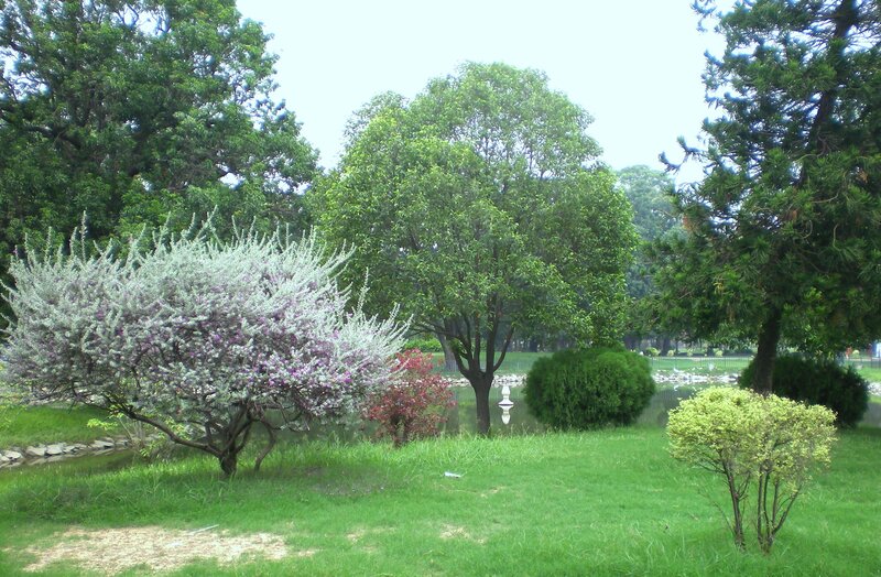 Park with blooming trees
