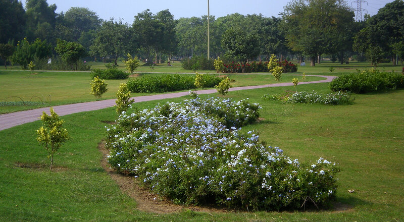 park with blue flowers