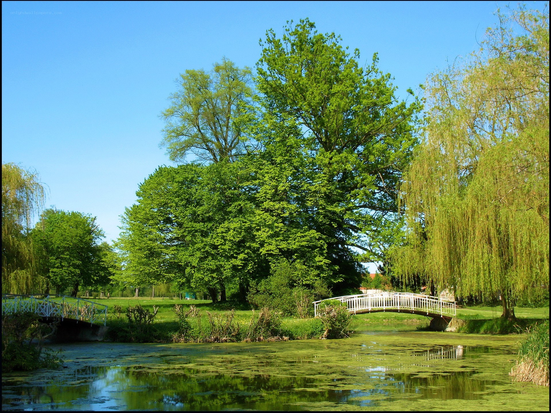 Park with bridges and green trees