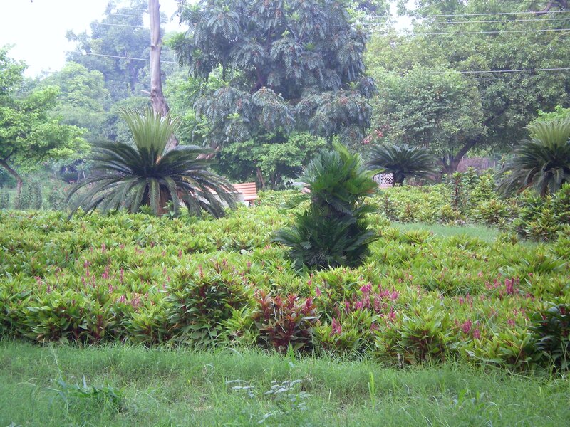 Park with cycads and greenery