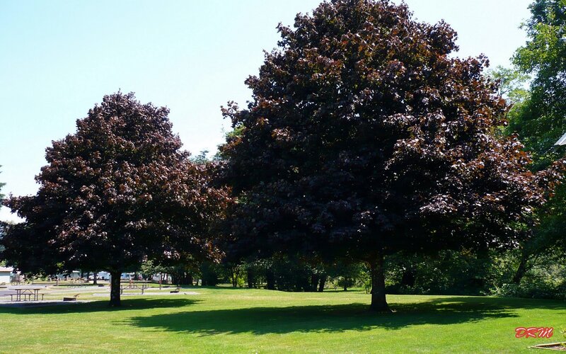 park with dark-leafed trees