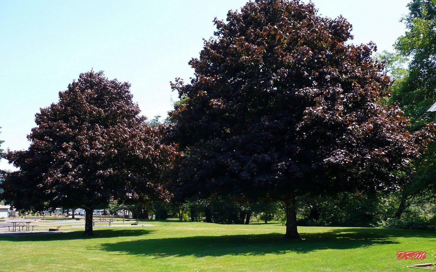 park with dark-leafed trees