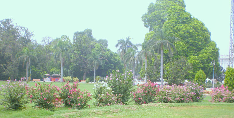 Park with flowering bushes and palm trees