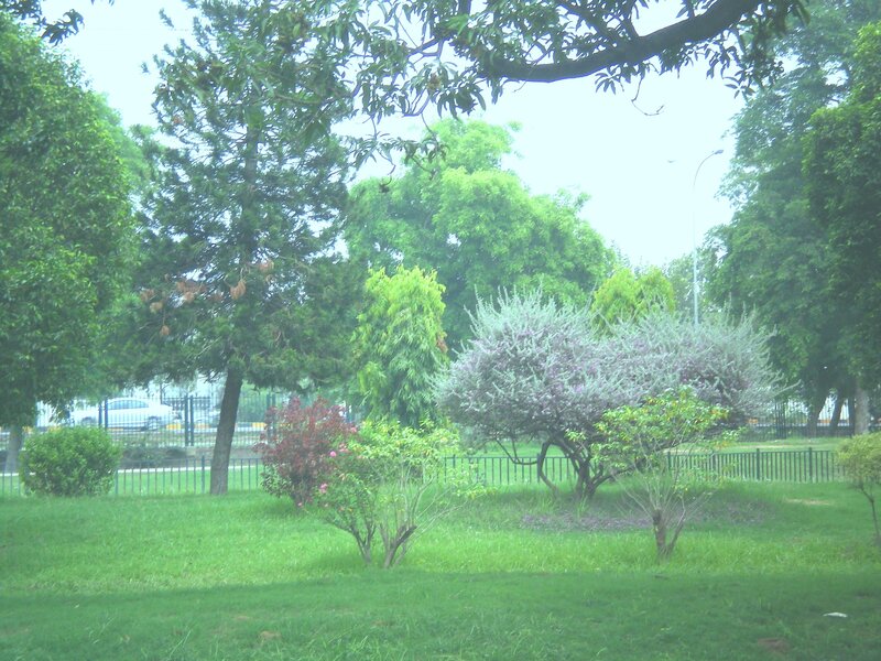 Park with Flowering Bushes — Green