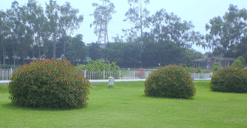 park with flowering bushes