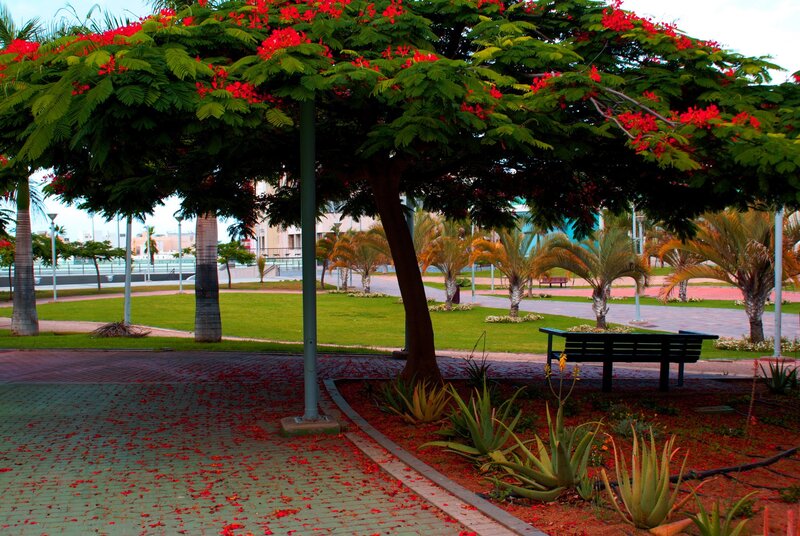 Park with flowering tree