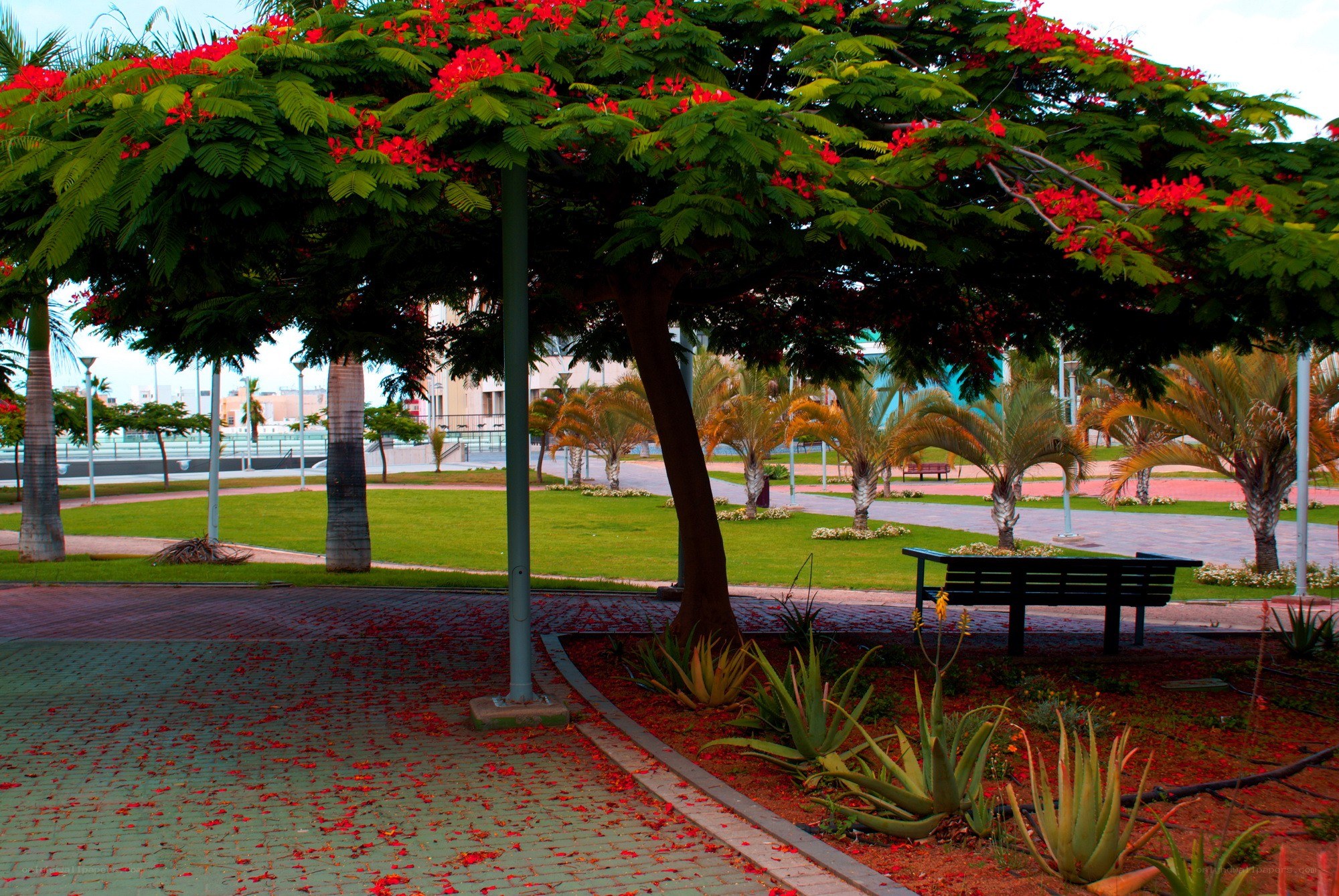 Park with flowering tree