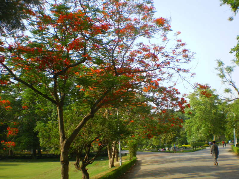 Park with flowering trees