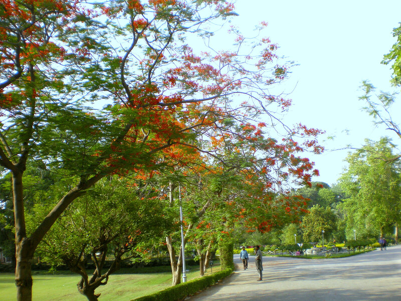 Park with flowering trees
