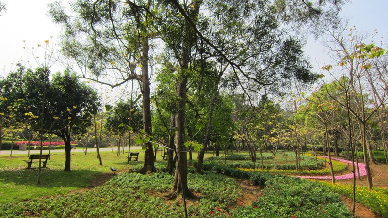 Park with Flowering Trees — Green