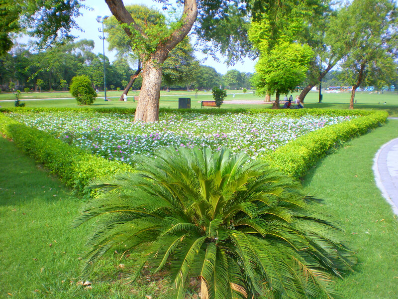 Park with flowers and palm