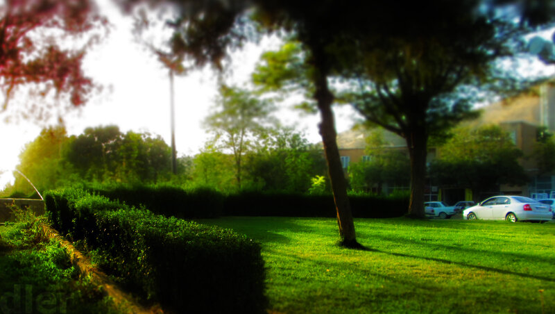 Park with Green Lawn — Serene