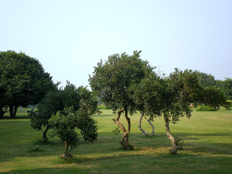 Park with green trees