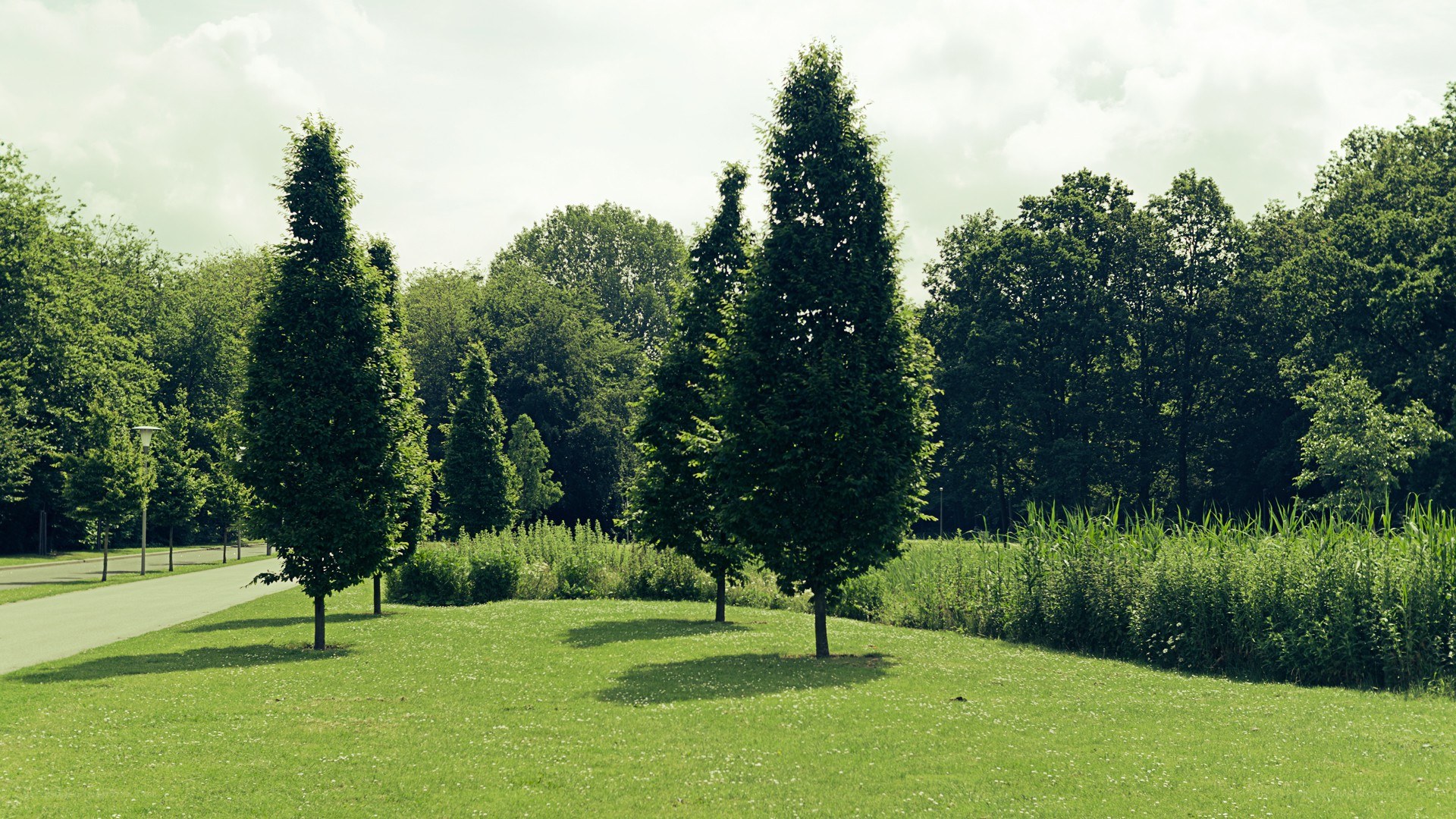 Park with green trees and grass