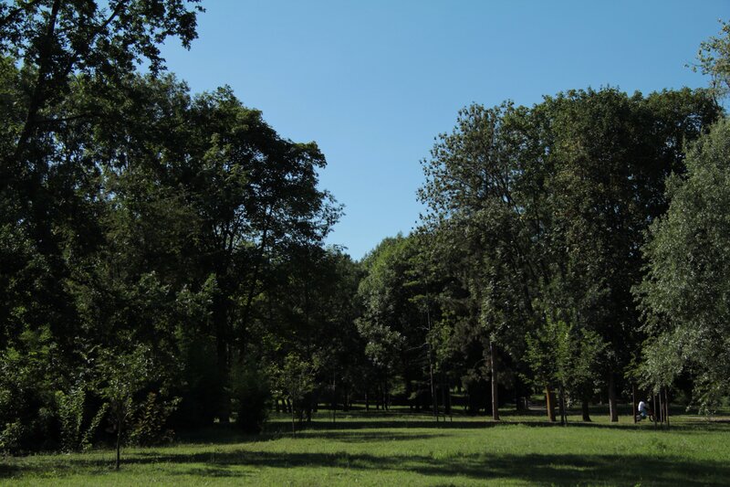 Park with green trees