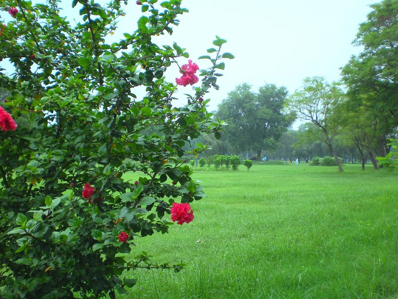 park with hibiscus flowers