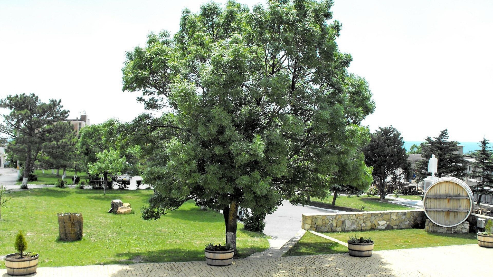 park with large tree and barrels