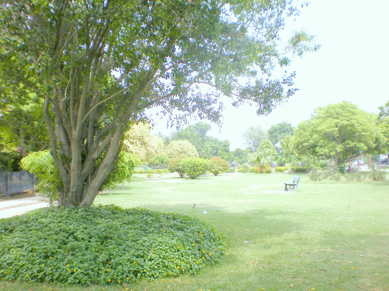 Park with large tree and bench