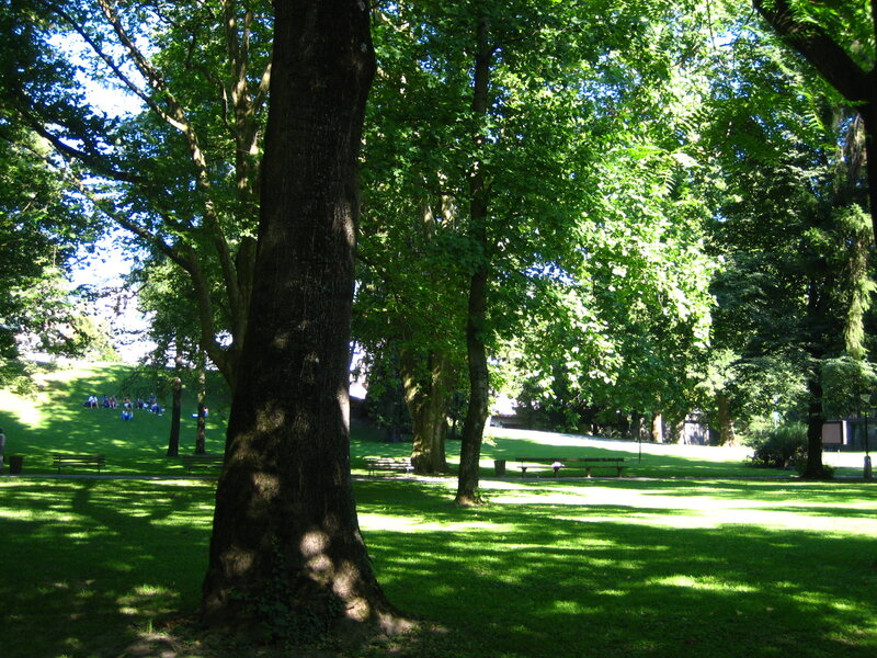 Park with large trees