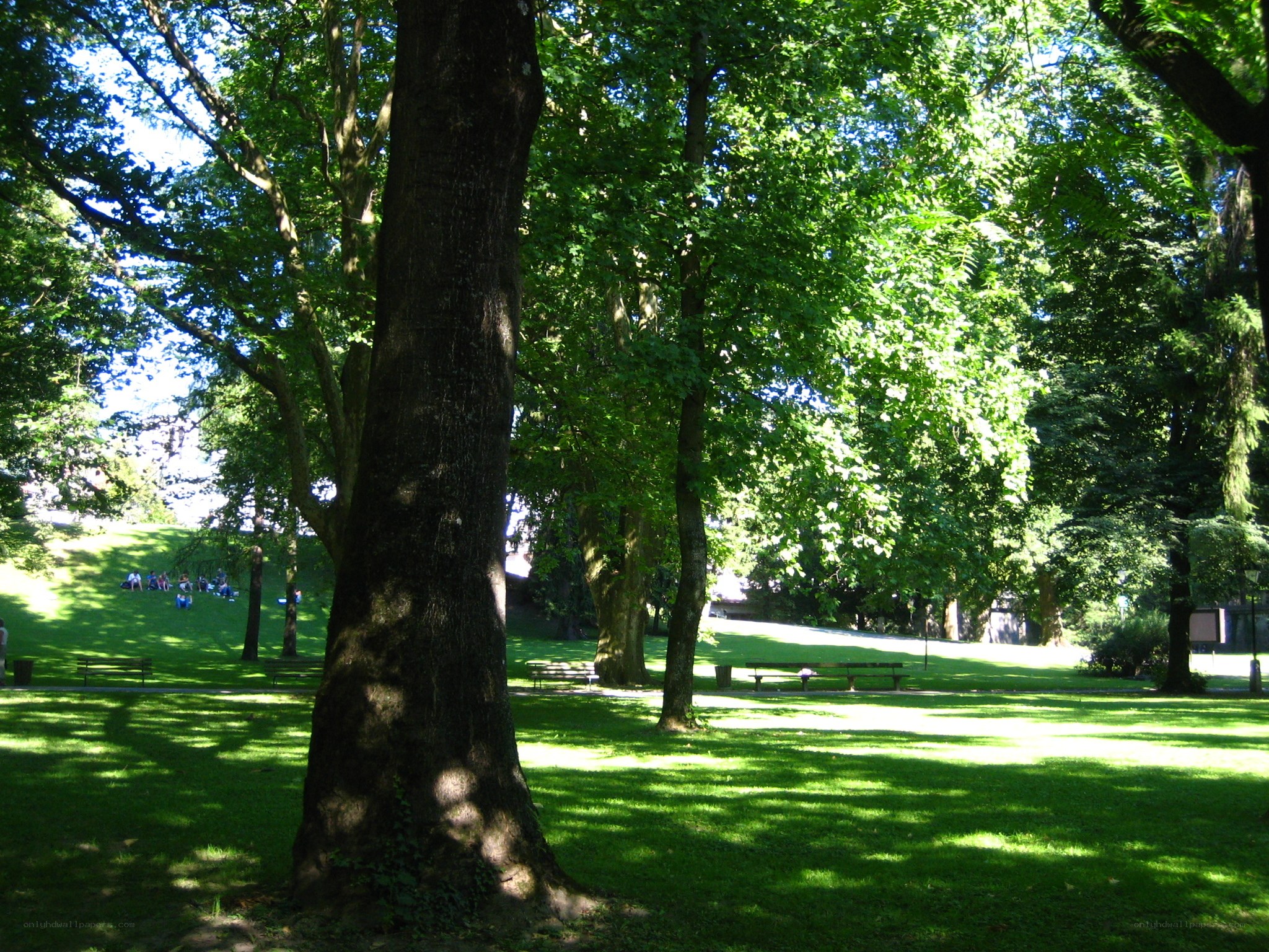 Park with large trees