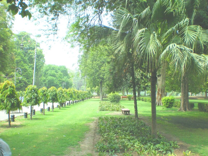 Park with palm trees