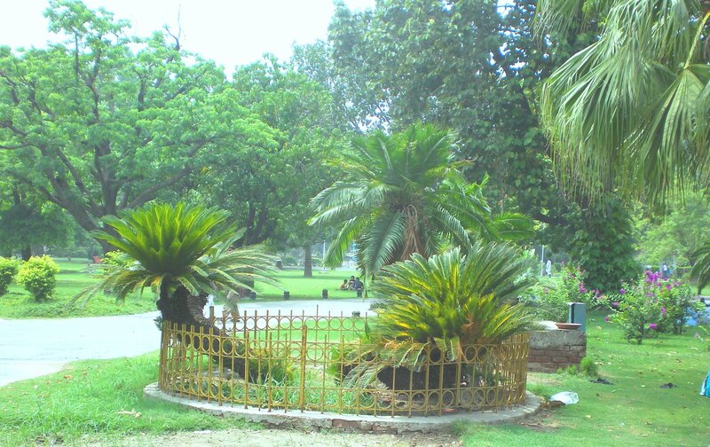 Park with palm trees