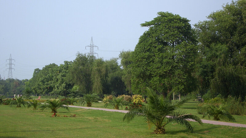 Park with palm trees and power lines