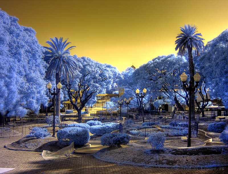 Park with Palm Trees — Blue
