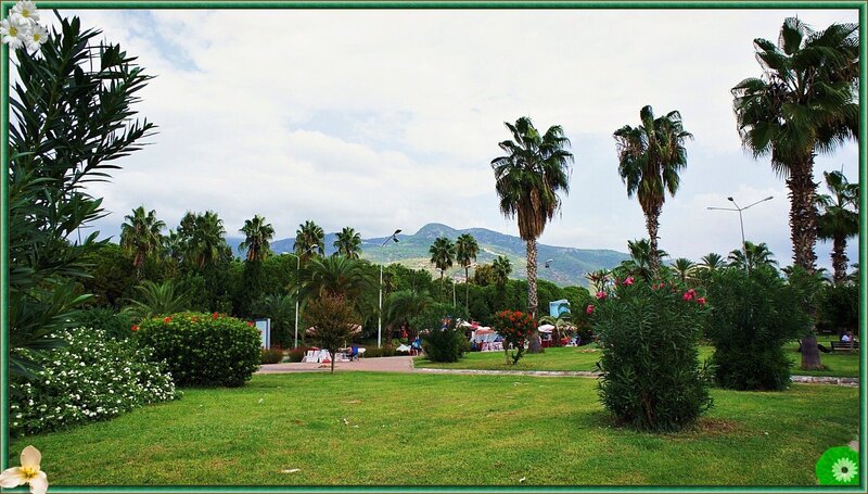 Park with Palm Trees — Green