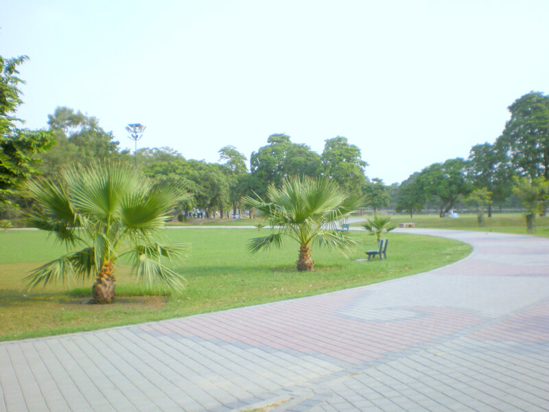 Park with palm trees