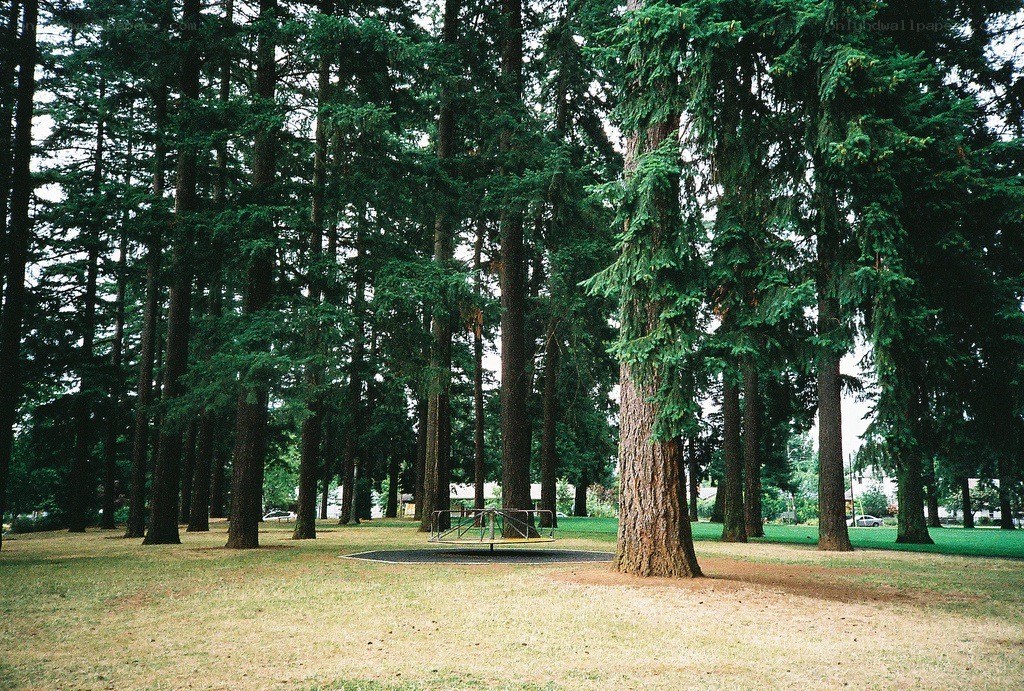 Park with playground and tall trees