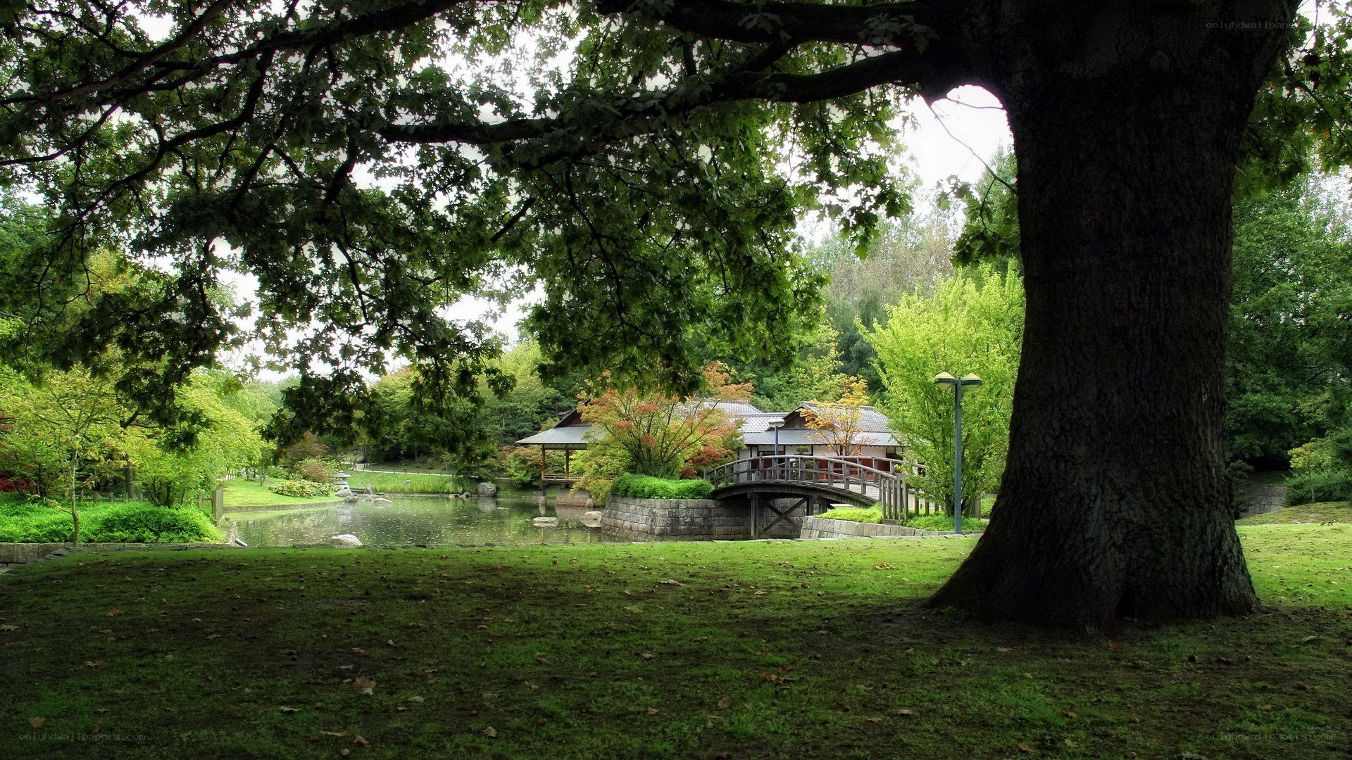 Park with pond and bridge