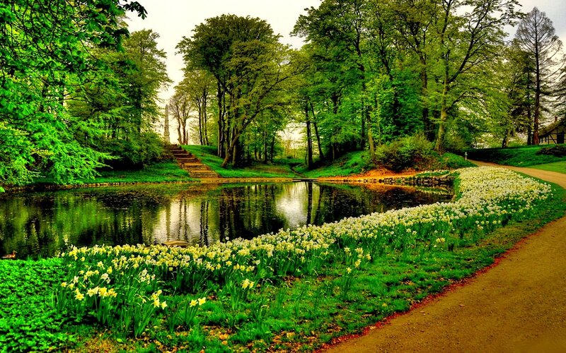 Park with pond and daffodils