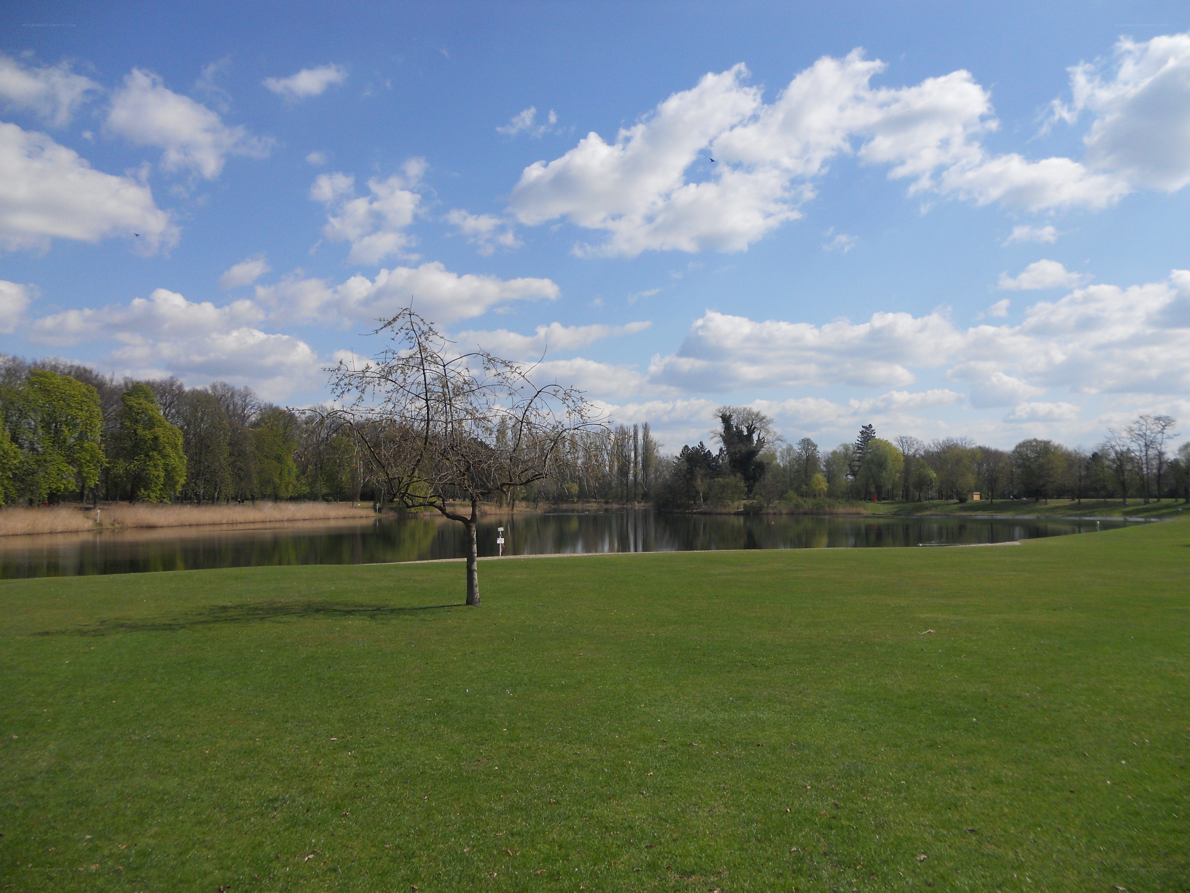 Park with pond and tree