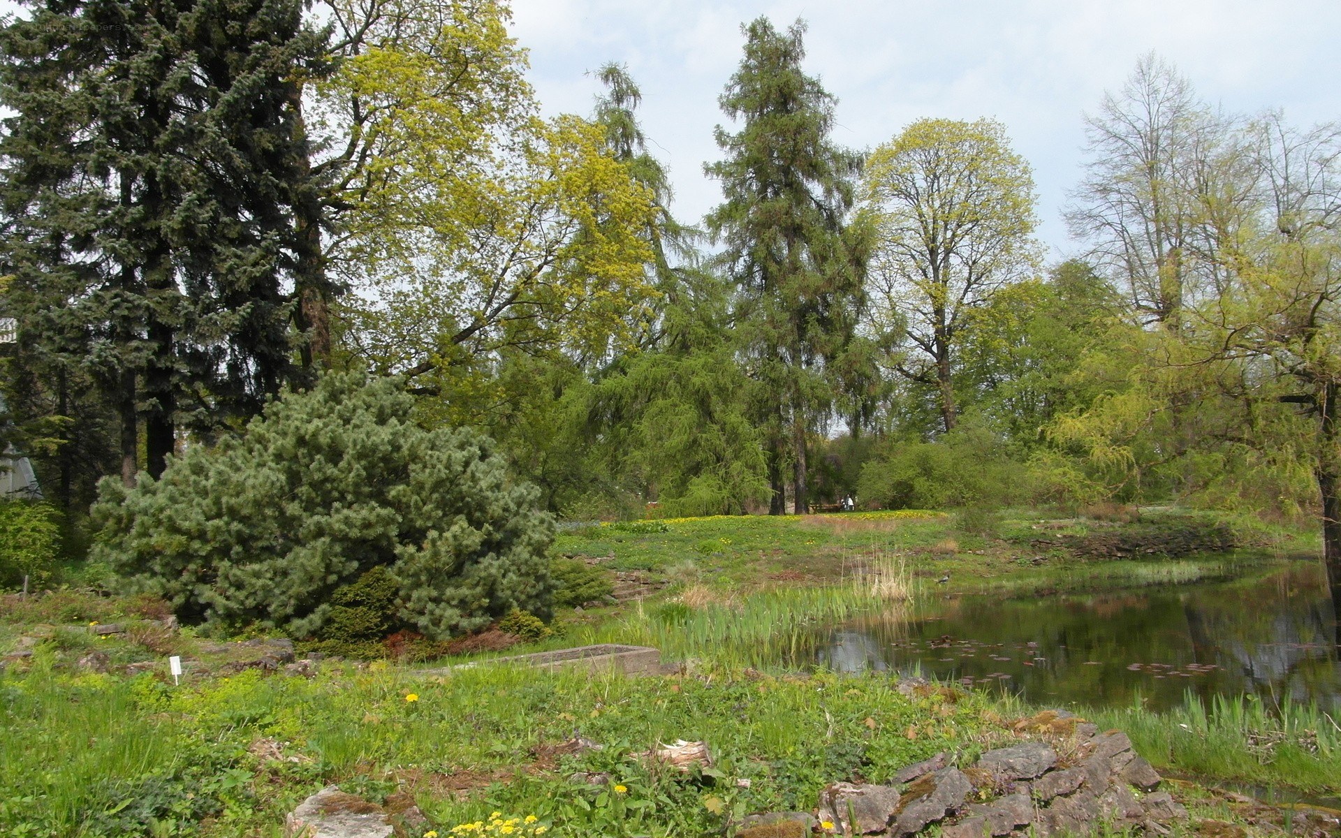 park with pond and trees