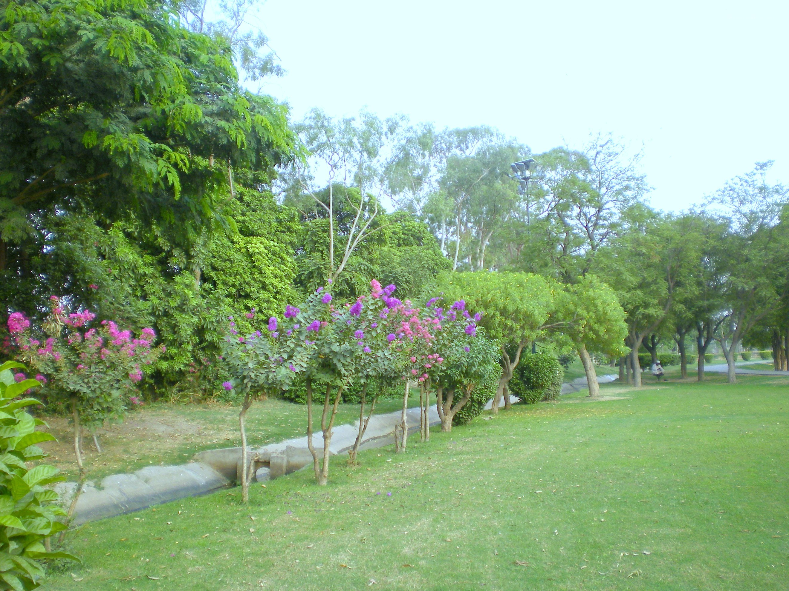 Park with purple flowers