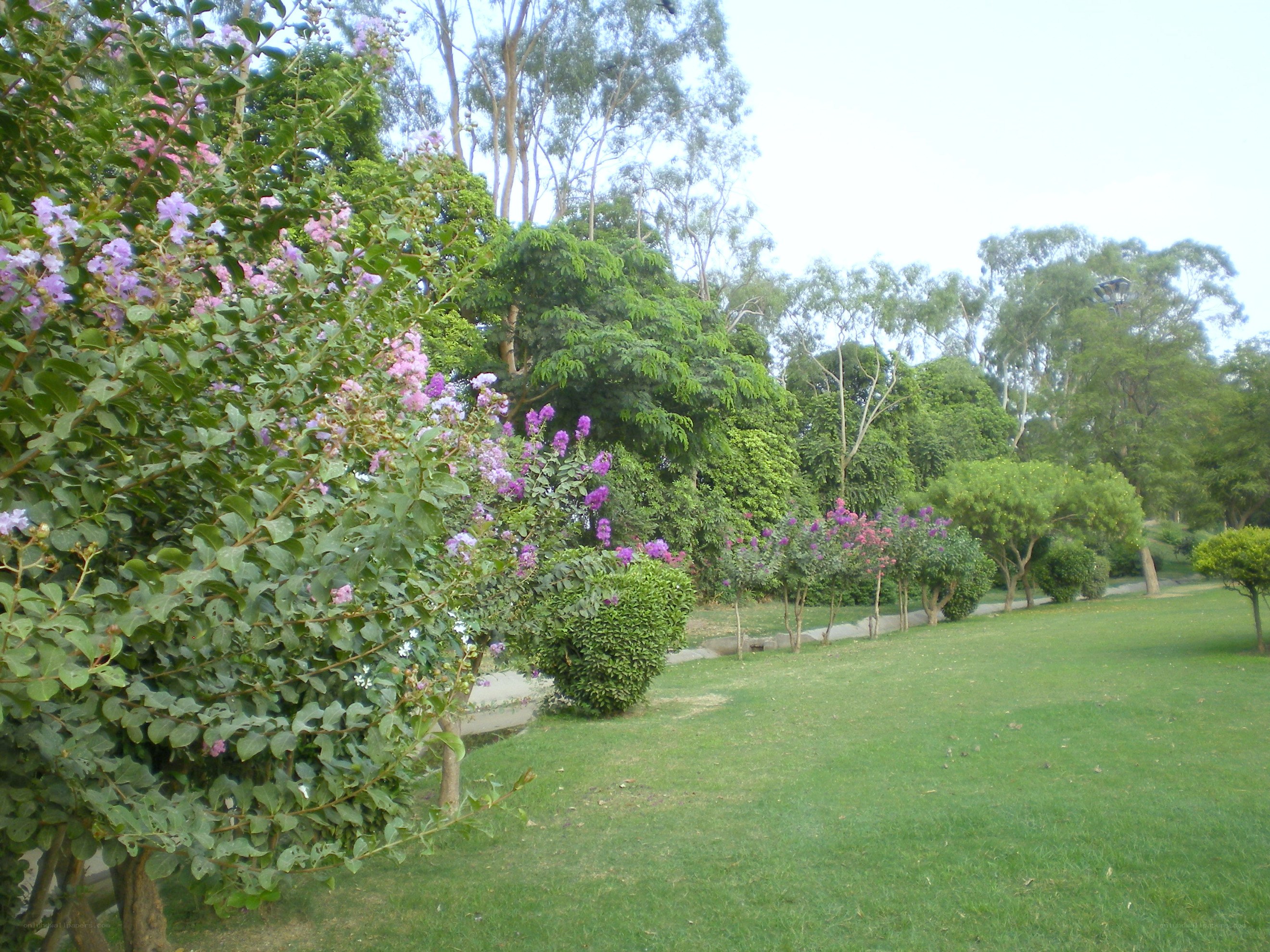 park with purple flowers