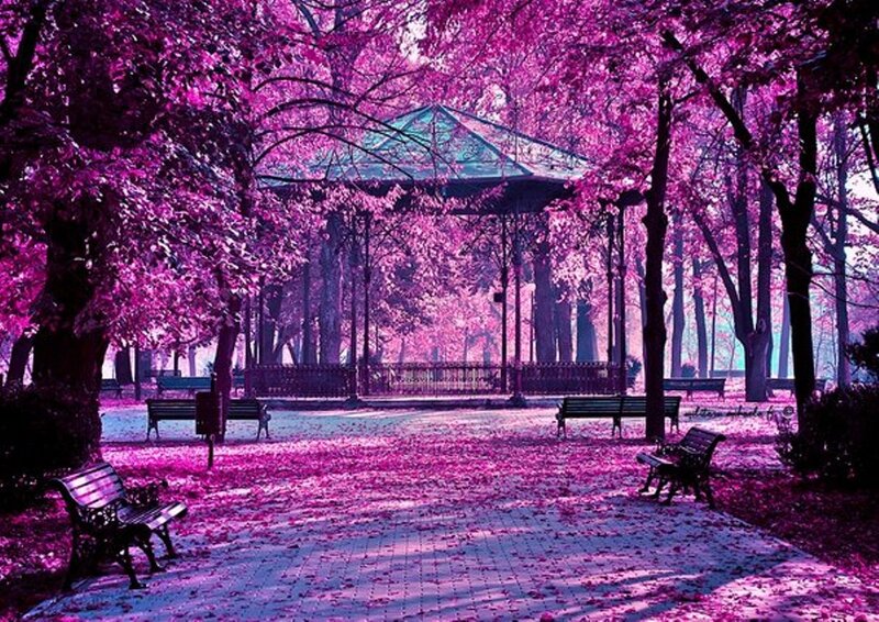 Park with Purple Trees