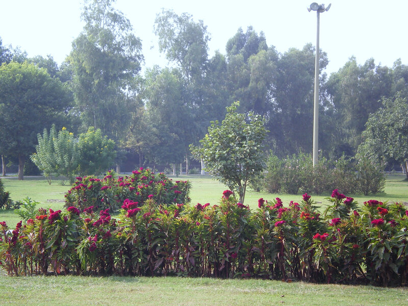 park with red flowers