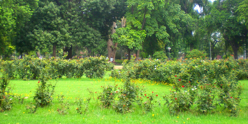 park with rose bushes