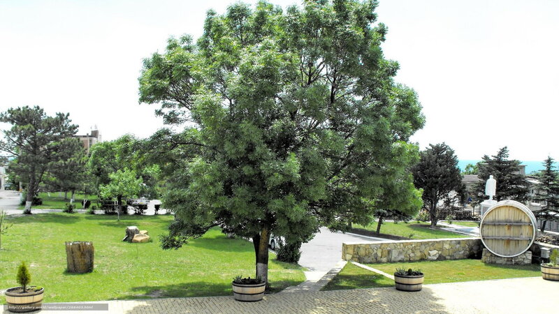 park with trees and barrels