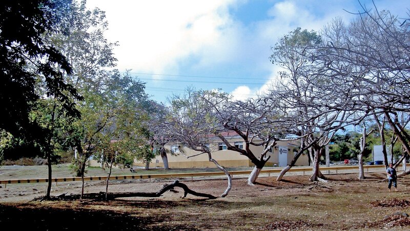 park with trees and building