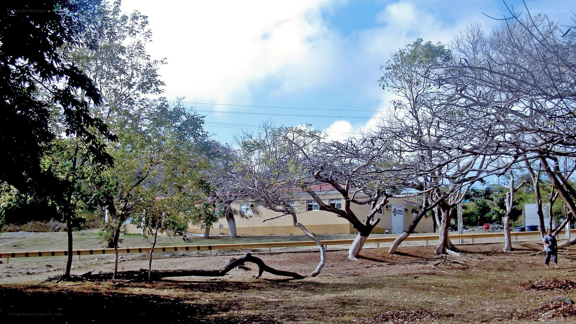park with trees and building