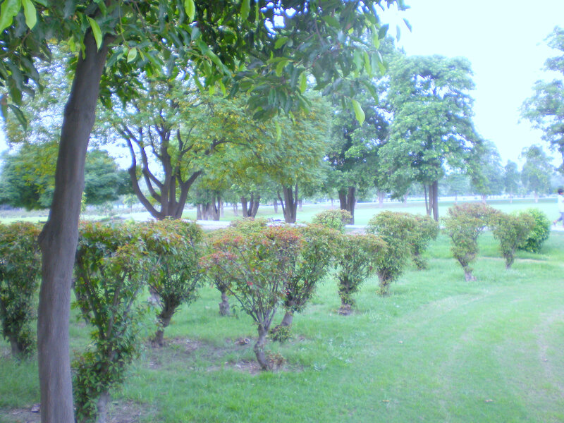 park with trees and bushes